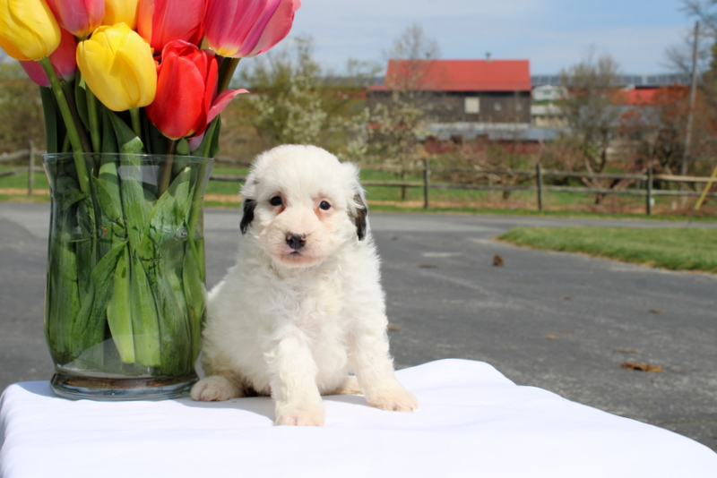 puppy, for, sale, Mini Bernedoodle F2, Matthew B. Stoltzfus, dog, breeder, Gap, PA, dog-breeder, puppy-for-sale, forsale, nearby, find, puppyfind, locator, puppylocator, aca